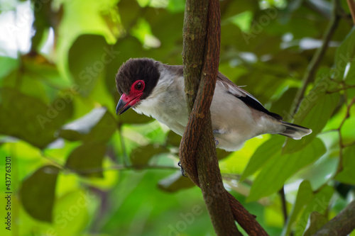 Masked tityra - Tityra semifasciata medium-sized passerine black and white bird with the red beak and eye, tyrant flycatcher family,  in Tityridae, green background, bird in the green bush photo