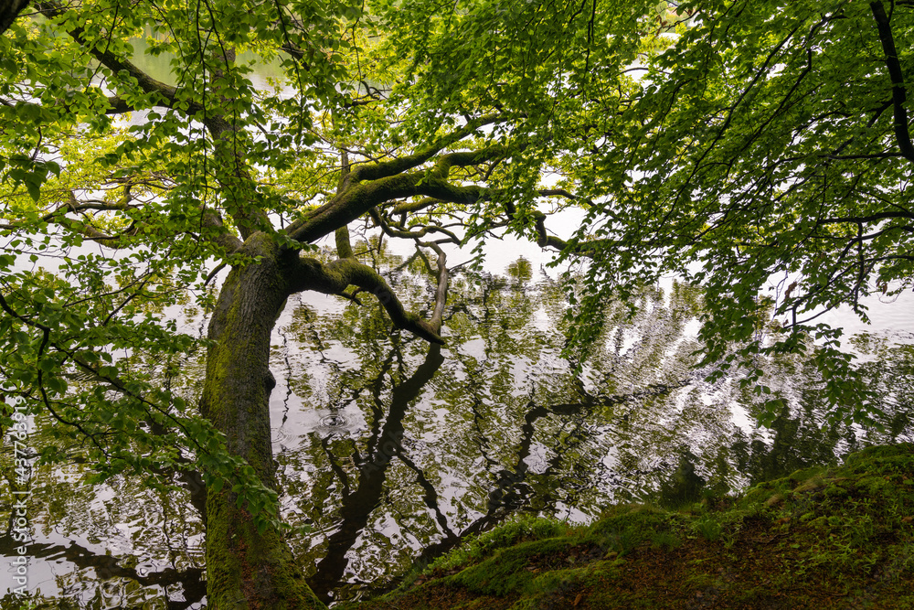Fototapeta premium lush green forest with old tree hanging over a calm pond with reflections