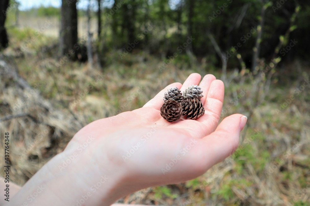 Close-up of four small open cones on the palm of a woman. Forest in the background.