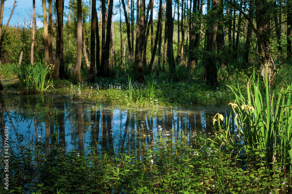 Beautiful lake in the middle of the forest