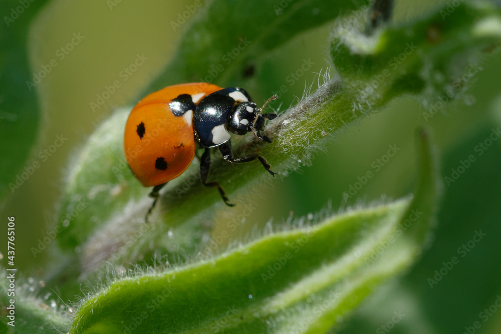 Seven-spot ladybird (Coccinella septempunctata) on a leaf Seven-spot ladybird (Coccinella septempunctata) on a leaf