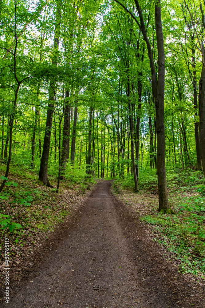 green forest scenery in Brandenburg, Germany 