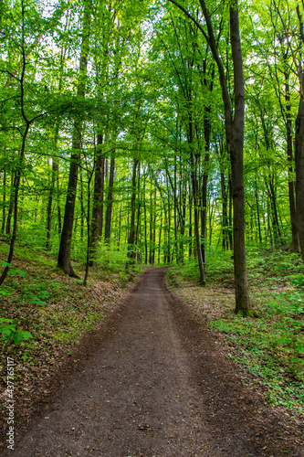 green forest scenery in Brandenburg  Germany 