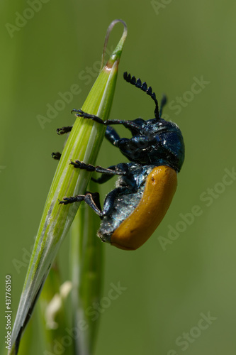 Short-horned leaf beetle (Labidostomis taxicornis) photo