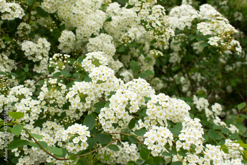 Close up Vanhoutte Spirea white flower spring flowering bush into garden floral background 