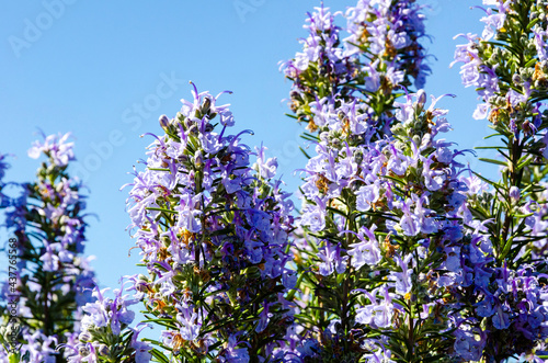 Lavender field in the summer