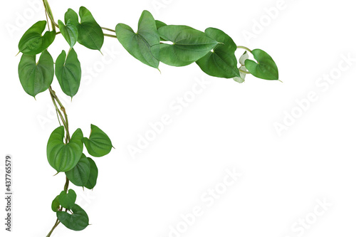 Twisted vine liana plant with heart shaped green leaves of purple yam or winged yam (Dioscorea alata) the tropic forest plant nature frame jungle border isolated on white background with clipping path