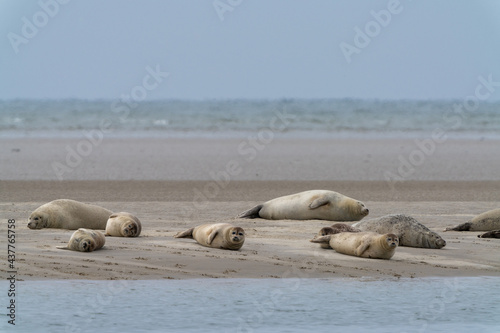colony of common seals basking in the sun on a sand bar in western Denmark