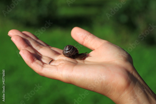 A small snail on the palm of your hand against the background of nature.