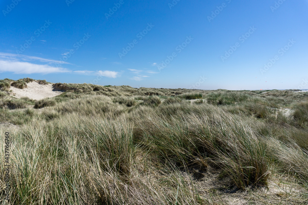 view of tall sand dunes covered in reeds and grasses under a blue sky view of tall sand dunes covered in reeds and grasses under a blue sky