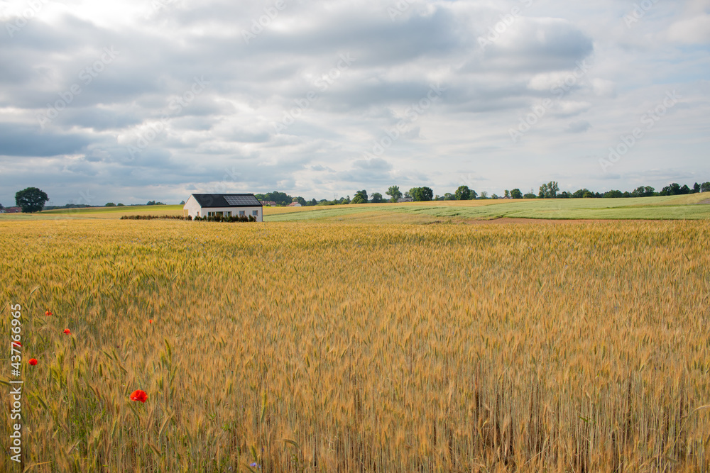 Fototapeta premium House built in the middle of the field