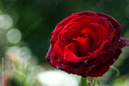 rosa, rossa, rosso, fiore, giardino, goccia, natura, bellezza, bellissima, amore, sentimentale, verde, macro, unica, speciale, san Valentino, petali, estate, primavera photo
