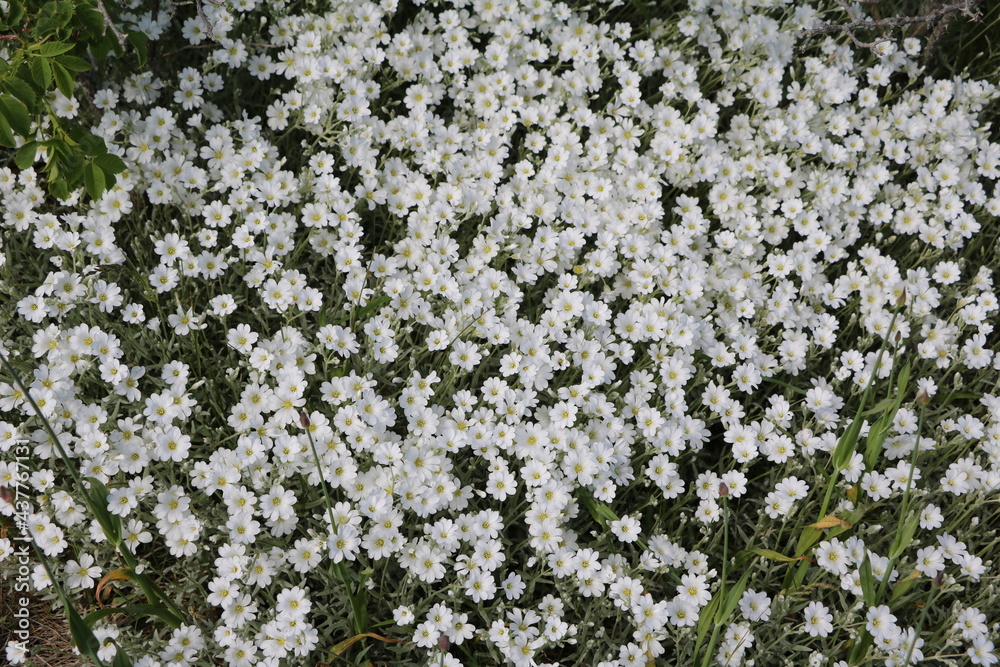 Flower meadow with white flowers Flower meadow with white flowers