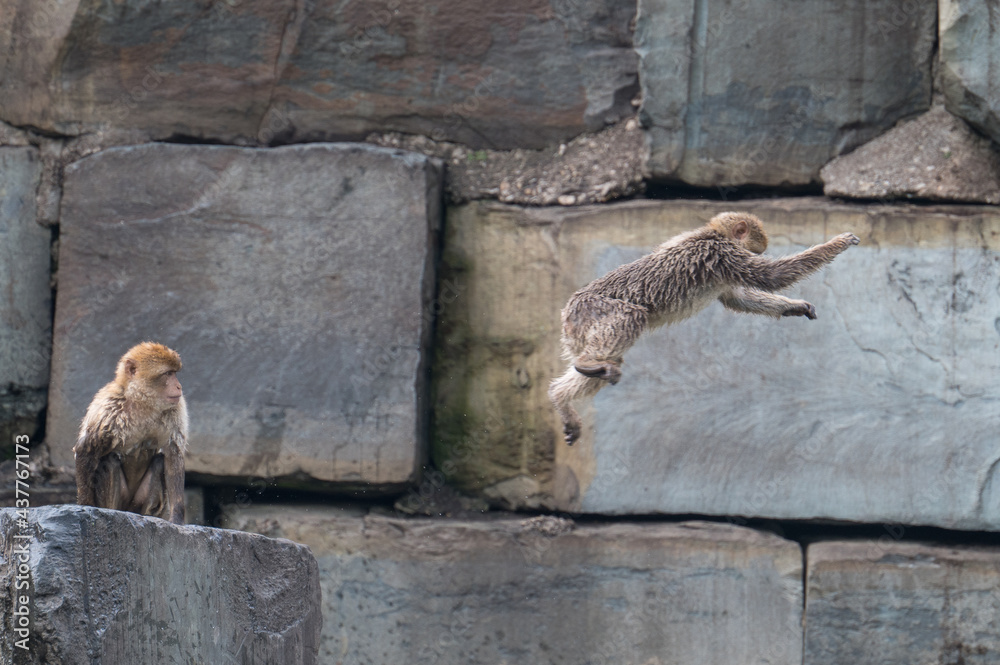 Fototapeta premium barbary monkeys engage in a zoo