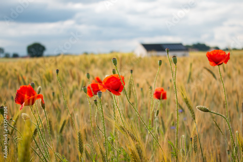 Corn and poppies in the field