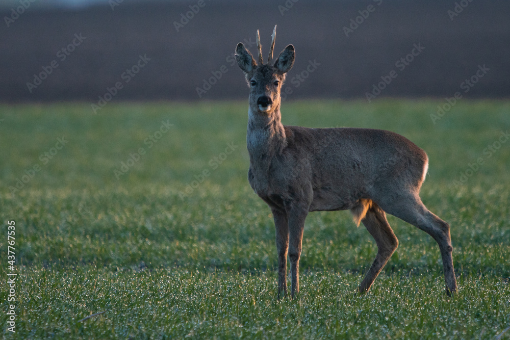 Fototapeta premium Rehbock