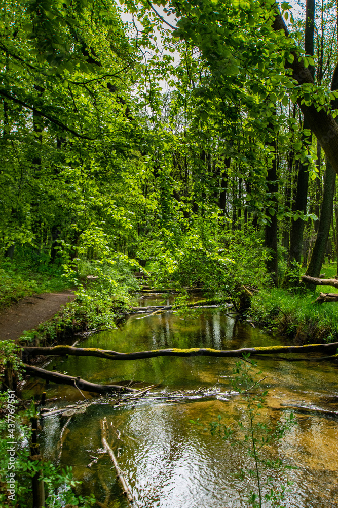 green forest scenery in Brandenburg, Germany green forest scenery in Brandenburg, Germany