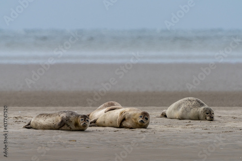 close up view of common seals on the sand bank of Galgerev on Fano Island in western Denmark photo
