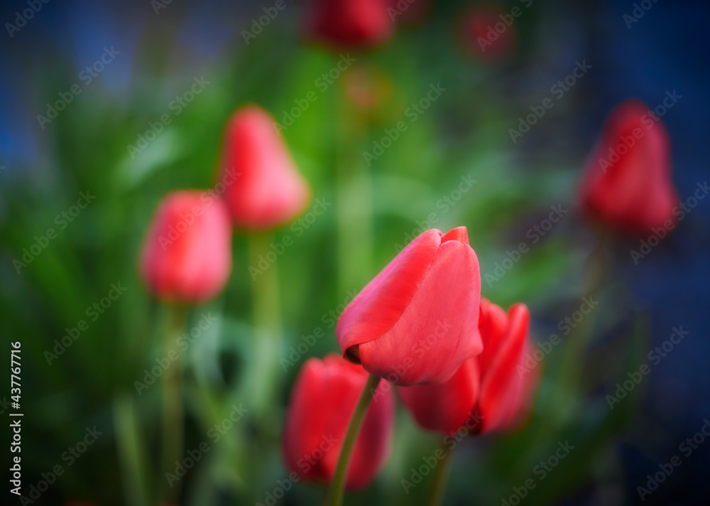 Pink tulips. Close up. Shallow depth of field. Green and blue background. Pink tulips. Close up. Shallow depth of field. Green and blue background.