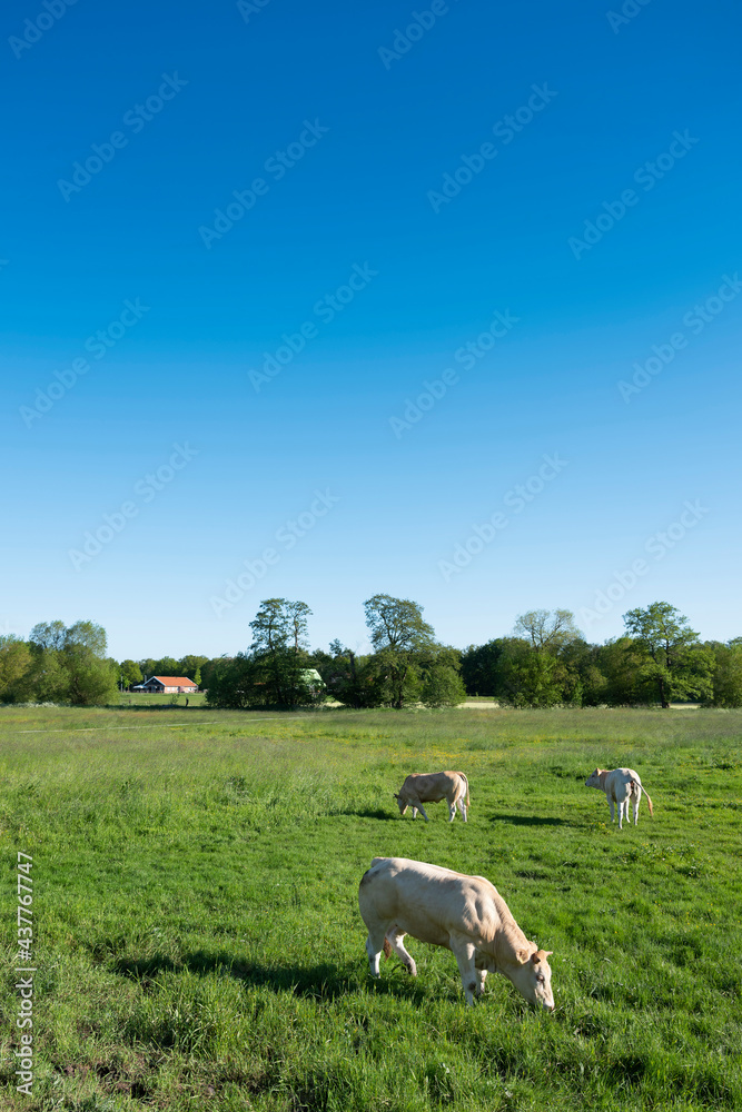 blonde d'aquitaine cows in rural landscape of twente near enschede and oldenzaal in holland blonde d'aquitaine cows in rural landscape of twente near enschede and oldenzaal in holland