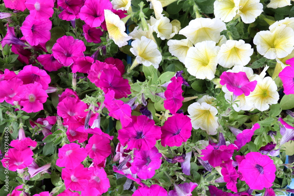 White with yellow and purple petunia in the garden