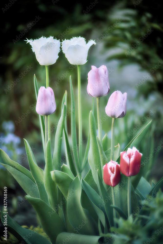 Fototapeta premium Red, White and Pink Tulips. Close up. Shallow depth of field. Green background.