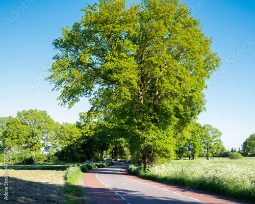 road with trees and summer flowers in area of twente in dutch province of overijssel between enschede and oldenzaal photo