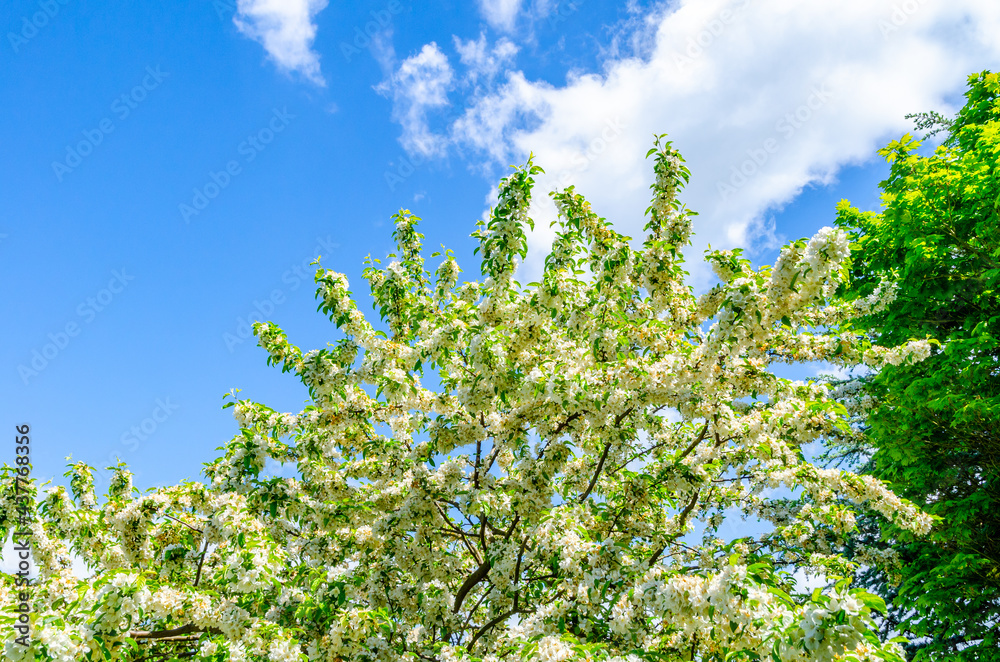 Blooming tree in the blue sky