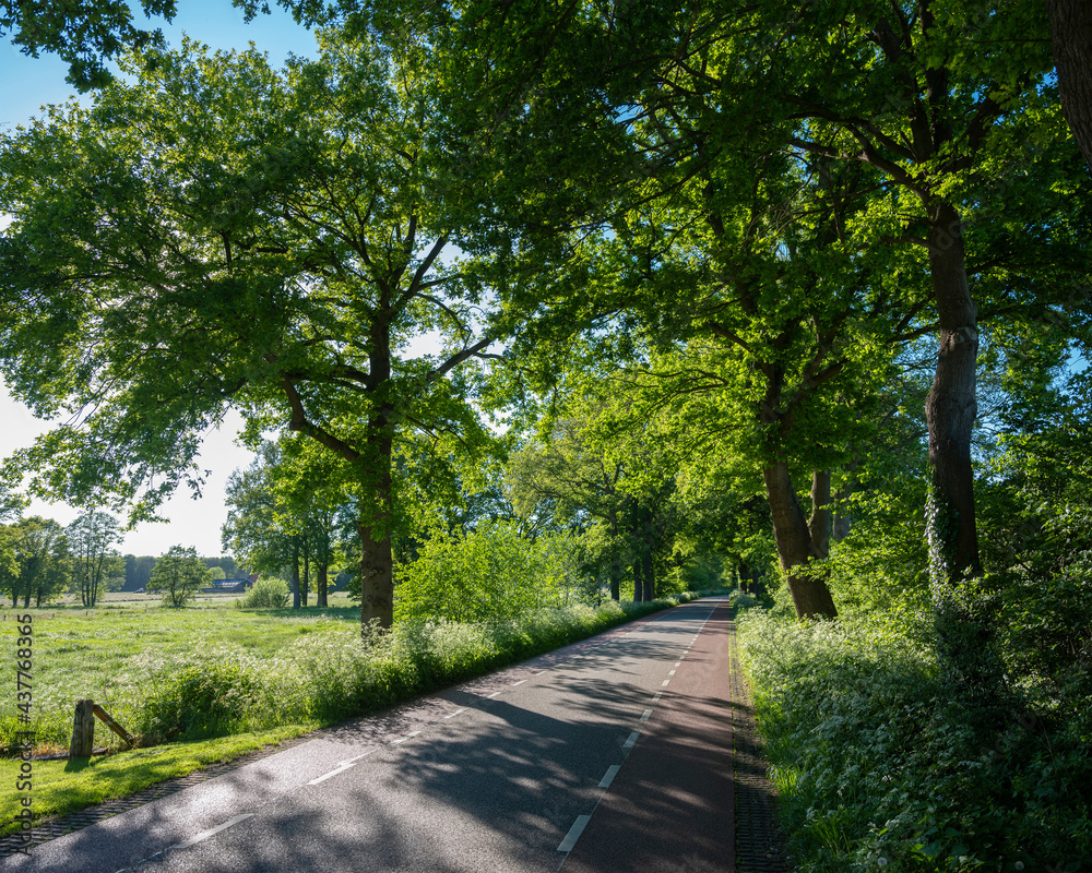 road with trees and summer flowers in area of twente in dutch province of overijssel between enschede and oldenzaal road with trees and summer flowers in area of twente in dutch province of overijssel between enschede and oldenzaal