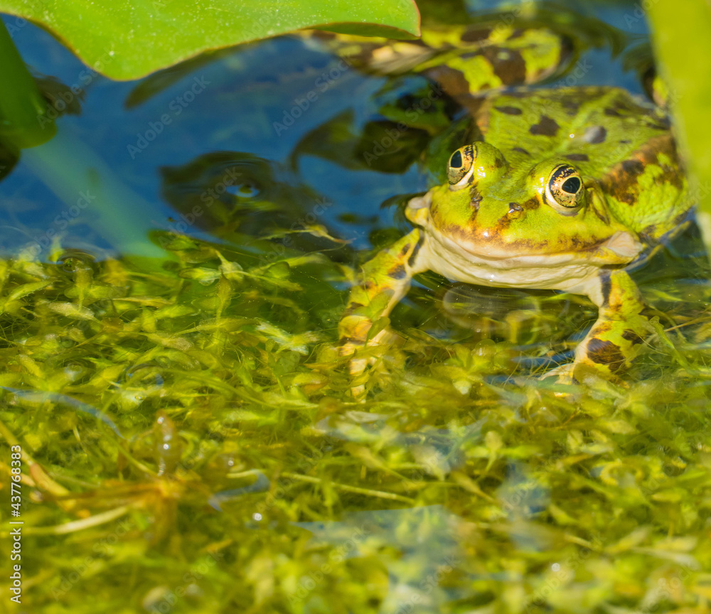 Frosch auf Entengrütze Frosch auf Entengrütze