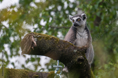 lemurs live and have fun in the zoo photo