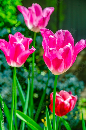 Pink tulip flowers close up