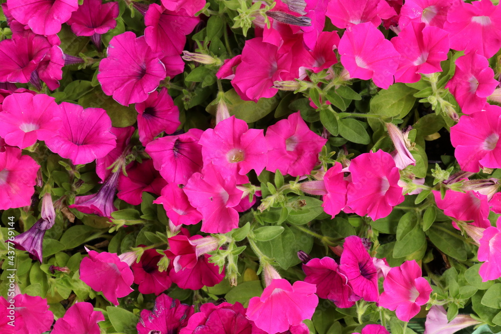 Pink petunia in the garden Pink petunia in the garden