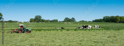 farmer mows grass near spotted cows between oldenzaal and enschede in twente photo