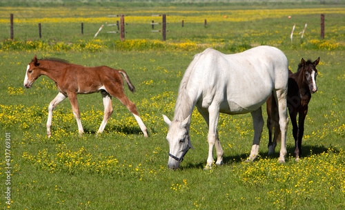 white horse and foal graze in summer meadow with yellow flowers