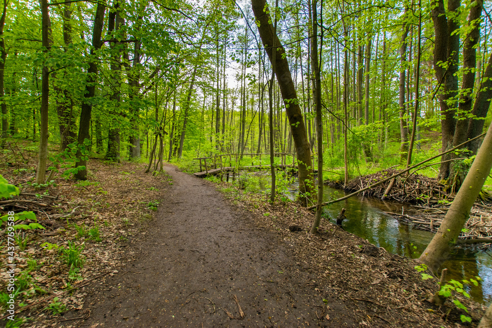 green forest scenery in Brandenburg, Germany 