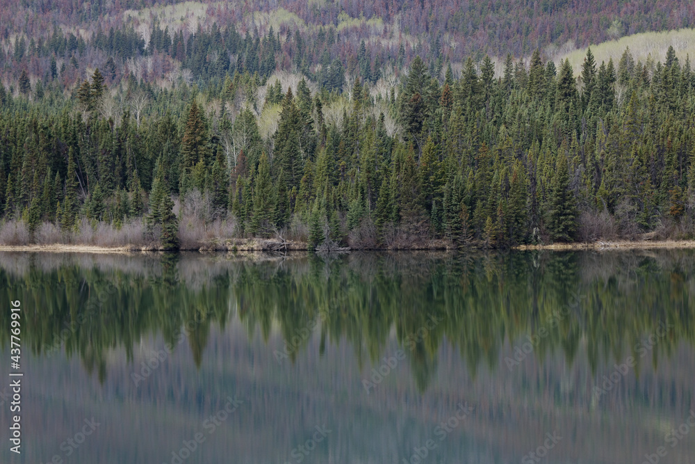 Pine tree reflections in lake, gradients of green Pine tree reflections in lake, gradients of green