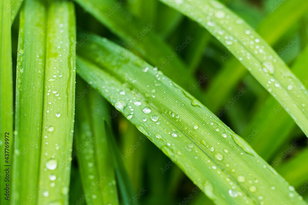 Naklejka premium Krople deszczu na zielonych liściach