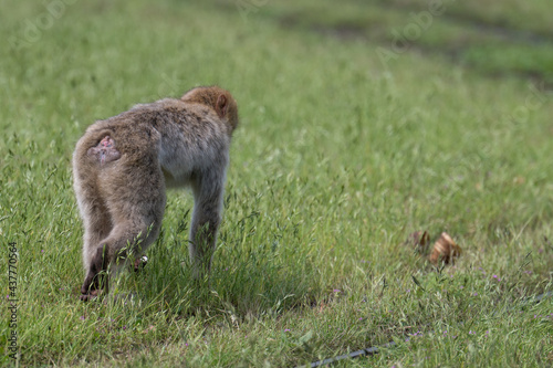 barbary monkeys engage in a zoo