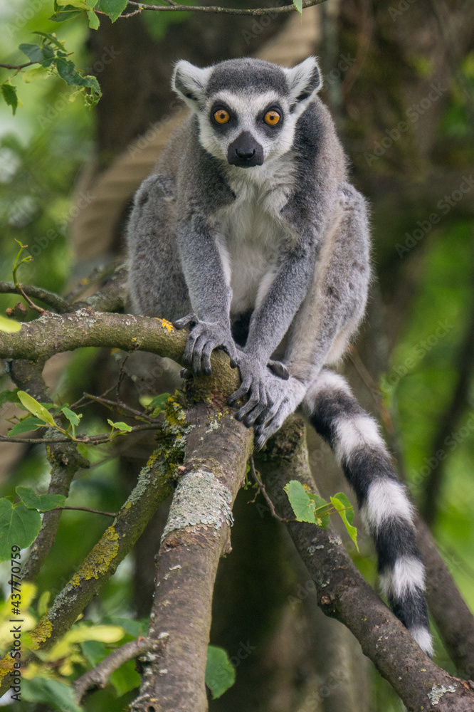 lemurs live and have fun in the zoo lemurs live and have fun in the zoo