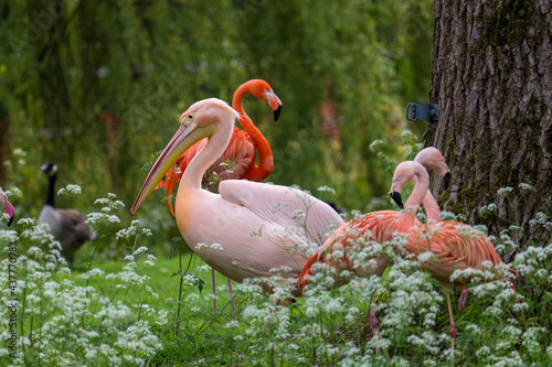 flamingos in a meadow between trees in an animal park photo