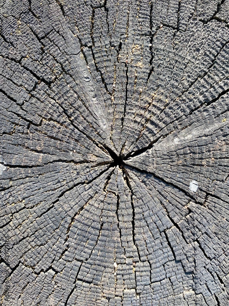 Fototapeta premium background texture gray, tree rings old weathered wood texture with a cross section of a cut log