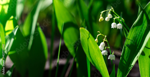 White lily of the valley flowers in the forest in a glade in the rays of sunlight.