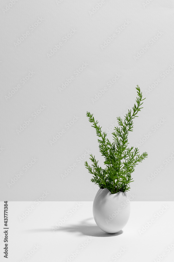 Wild plant coming from white egg shell. White background. Creative white and green background Wild plant coming from white egg shell. White background. Creative white and green background