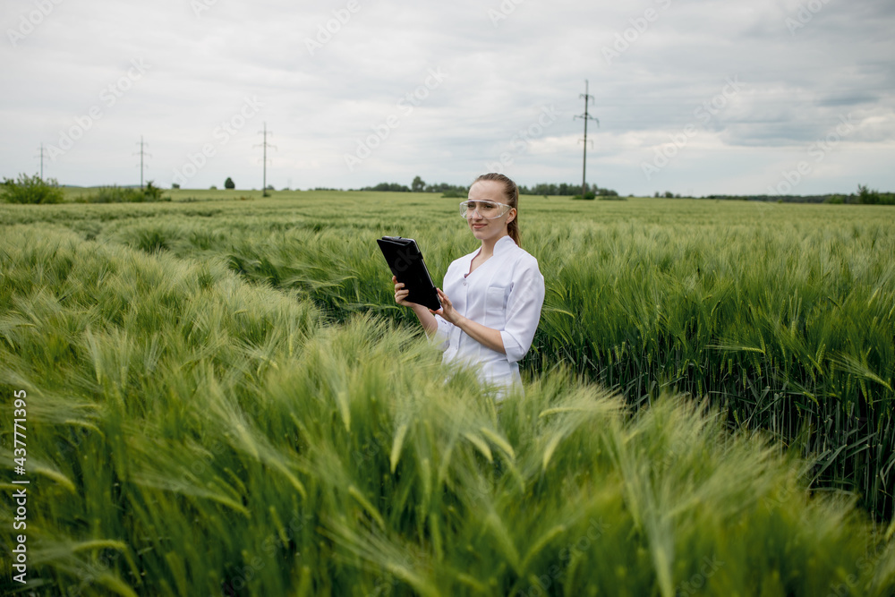 Young woman agronomist in white coat squatting in green wheat field and checking crop quality Young woman agronomist in white coat squatting in green wheat field and checking crop quality