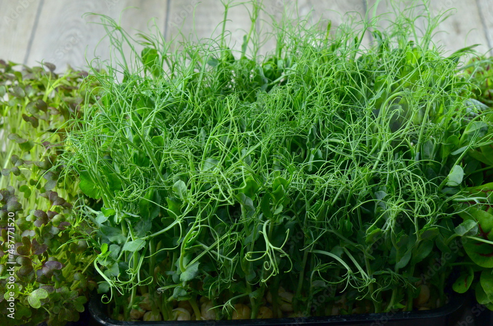 Micro greens. Green background.Healthy salad, leaves mix salad (mix micro greens, juicy snack). food background - copy space