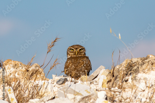 Little owl (Athene noctua) is a small owl species from the owl family (Strigidae). photo