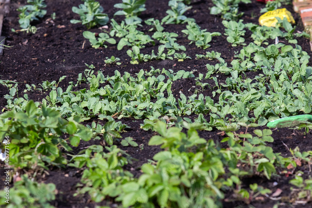 Garden of young emerging plants on black earth