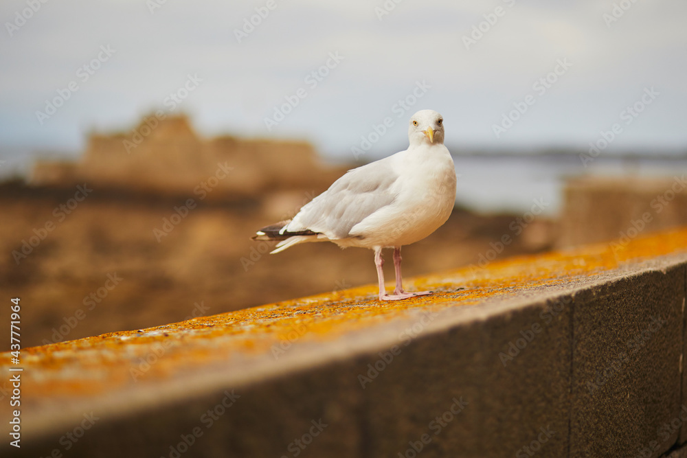 Large seagull on the fortress wall in Saint-Malo , Brittany, France Large seagull on the fortress wall in Saint-Malo , Brittany, France
