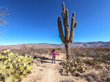 Hiking through saguaro country on the Arizona Trail, Arizona, U.S.A